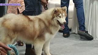Trivandrum - Lulu Mall Paltu Janwar - Pets and Dog show 2023