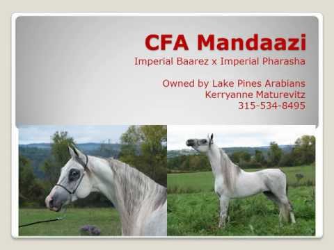 CFA Mandaazi (Imperial Baarez son) Stallion