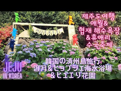 [Viagem à Ilha de Jeju na Coreia ④] Fui curado pelo delicioso restaurante de ramen de frutos do mar "Normen" em Aewol, Ilha de Jeju, pela bela praia de Haehyeopje e pelo Jardim de Flores Hueri com lindas hortênsias em plena floração.❣❣Só de olhar para as flores foi relaxante. Você ficará feliz~💖