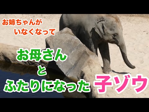 コートジボワールにはもうすぐゾウがいなくなる?