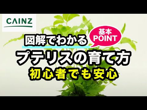 Pentapalpus unguempodiusについて詳しく解説