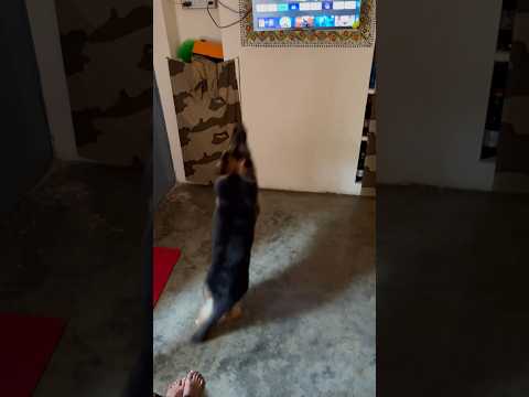 Subscribe #viral #dog #buddy #doglover #vairalreels #youtrubshort #germanshepherd