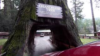 preview picture of video 'HTC RE Camera in Chandelier Tree - Leggett CA - RE externally car mounted'