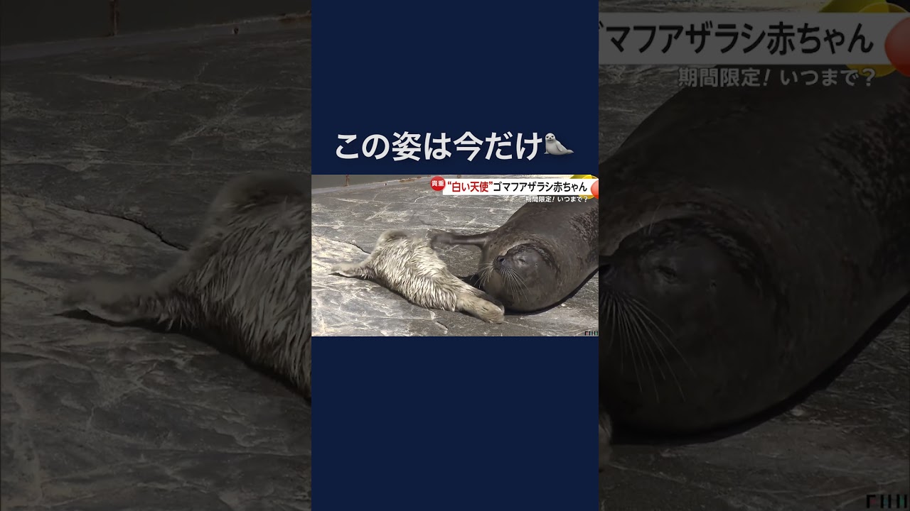 今しか見られない！ゴマフアザラシの赤ちゃん誕生…生後2週間でゴマ模様に　大分市　#shorts