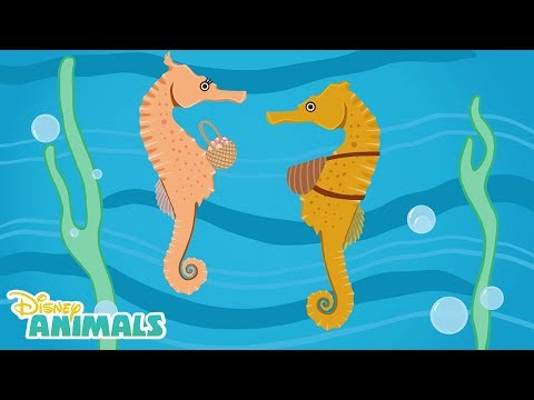 Sea Horses 🌊 | Disney Animals | Disney Junior
