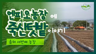 엔피오농장 세번째 이야기 | 텃밭 퇴비작업 | 로터리작업 | 두둑작업 및 멀칭