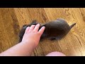 Miniature Dachshund dogs for sale: Snickers - Video 1