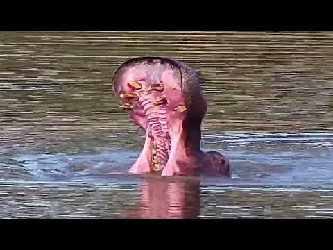 Djuma: Hippo in the dam - 16:45 - 10/26/20