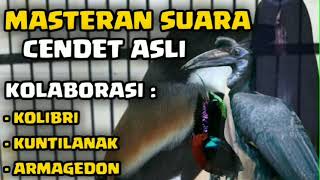 Download lagu MASTERAN SUARA CENDET ASLI | KOLABORASI : KOLIBRI KUNTILANAK ARMAGEDON mp3 Download lagu MASTERAN SUARA CENDET ASLI | KOLABORASI : KOLIBRI KUNTILANAK ARMAGEDON mp3