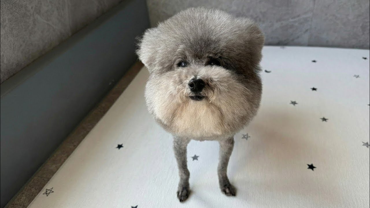 HE MADE A STATEMENT dog (original)