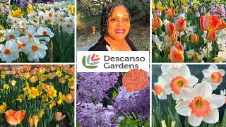 SPRING IS HERE! DESCANSO GARDEN! THE TULIPS ARE OUT! LETS TAKE AN EVENING WALK THROUGH THE GARDEN!🌷🌼