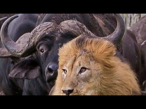 El Poderoso Búfalo: Símbolo de Fuerza y Resistencia 🐃😯