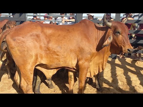 Feira de Craibas Alagoas 04/04/26#nordeste