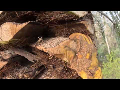 Poda De Palmeras Dactileras / Rancho Santa Fe