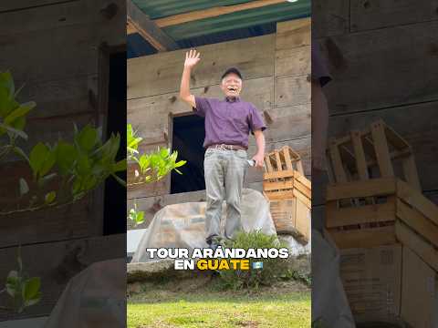 Tour de arándanos en Guatemala 🇬🇹 San Juan Chamelco #guatemala #guate #altaverapaz