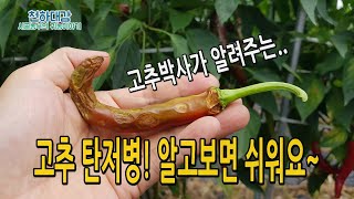 고추 탄저병 쉽게 알아보기 / 발병원인 시기 예방법 방제방법