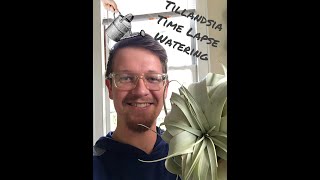 Time Lapse Watering of Air Plant Tillandsia Xerographica