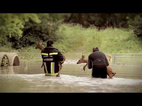 Reh Rettung im Hochwasser Kritzendorf