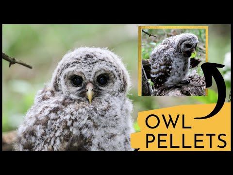 Barred Owl Chick Regurgitates Pellets | INCREDIBLE CLOSE UP!