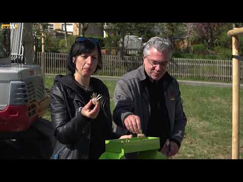 Schwarzenberg pflanzt Roteiche