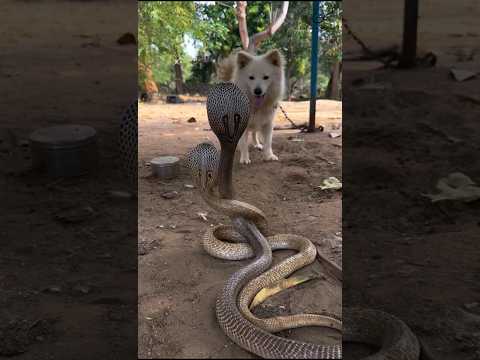 Exciting fight between cobra snake and dog in a tense moment| breathtaking scene #snake #snakeresque