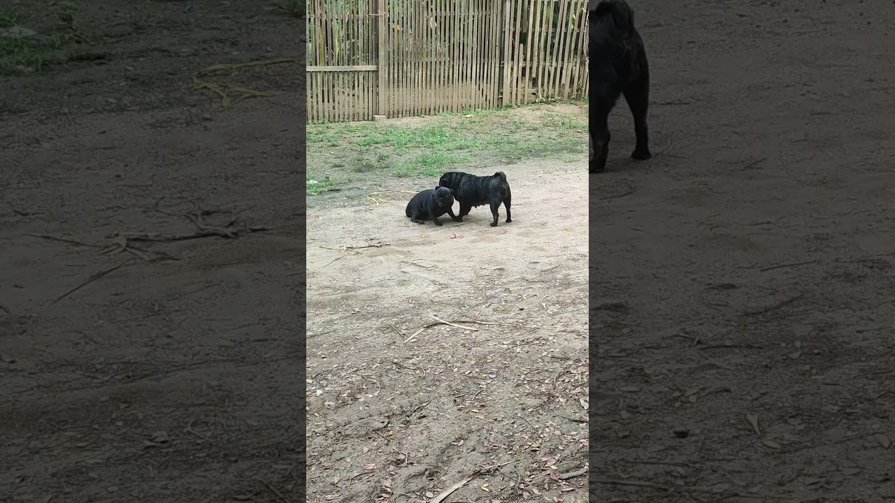 အမေကကိုက်တော့ ကြောက်နေရှာတယ်