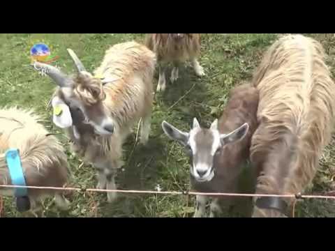 TELEBOARIO - ACR puntata 5, 3 marzo 2016 TELEBOARIO - ACR puntata 5, 3 marzo 2016
