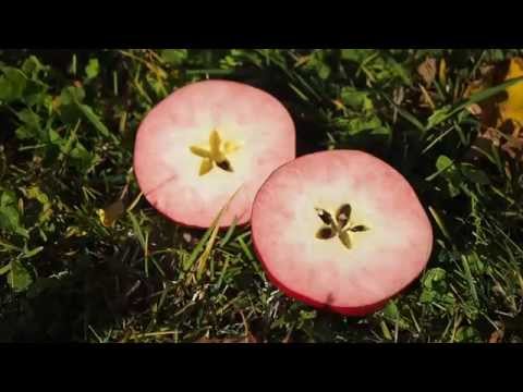 【予告】紅の夢 松本和浩