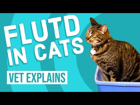 Feline Lower Urinary Tract Disease (FLUTD)