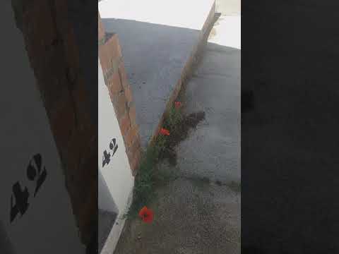 Cementerio de Mata de Alcántara ( Cáceres)