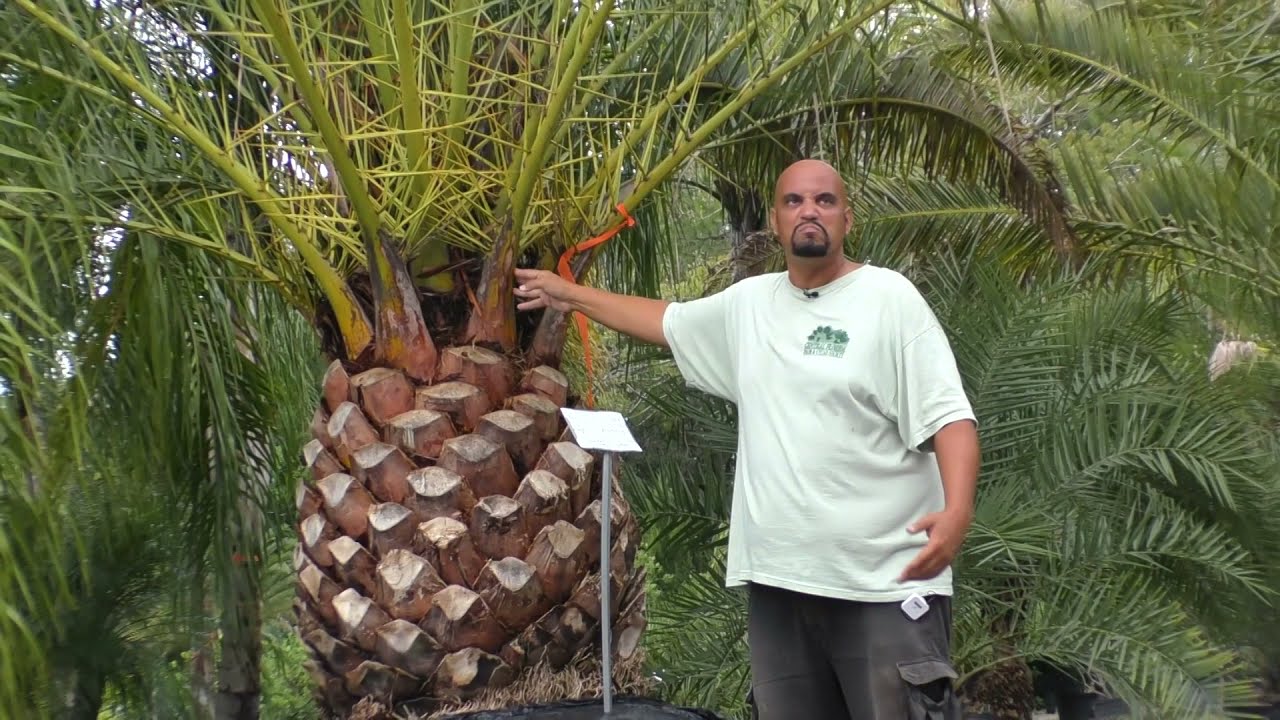 How long do canary palms live?