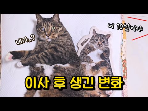 어쩜 이래? 고양이를 너무 애지중지 키우면 이렇게 됩니다 : 호동이의 기가 막힌 새집 적응기