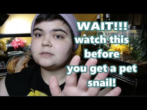 10 Reasons NOT To Get A Pet Snail [Garden Snail Cons]
