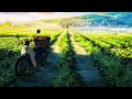Aesthetically Beautiful Day In Life Of Village Kid Aesthetic Anime Clips Peaceful Soothing AMV