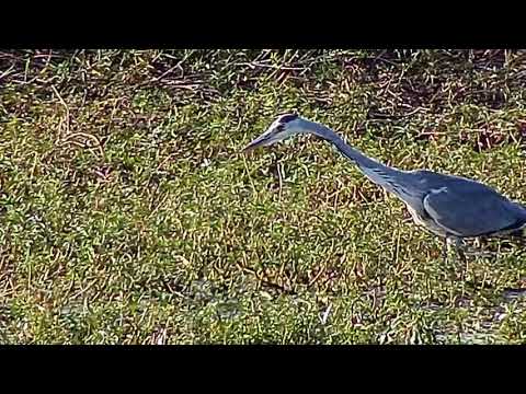 Djuma: Grey Heron - 15:26 - 04/26/21