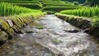 Download lagu Hamparan Sawah Hijau & Pemandangan Saluran Irigasi yang Tenang | Pemandangan Pedesaan yang Indah di Asia Tenggara mp3