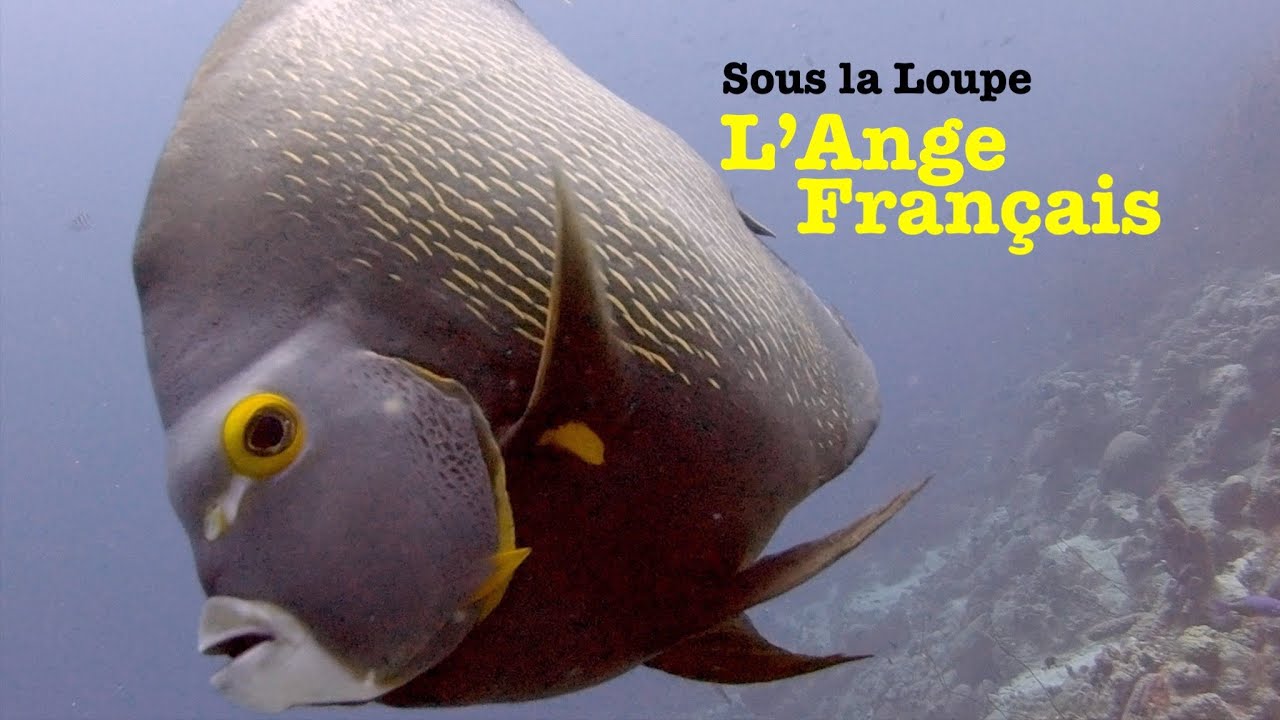 Le Poisson Ange Français