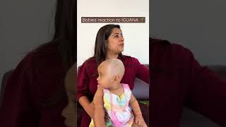 Download lagu Babies reaction to Iguana 🦎 #littleglove #ashortaday #shorts #welcomesummer #iguana mp3