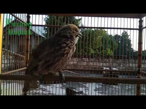 Cucak Rowo Jantan Ropel Pagi