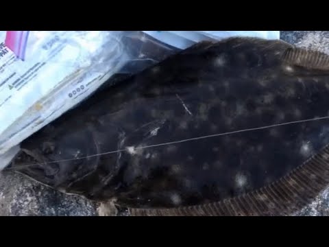 Fluke on the North Shore!! (5-11-2022)