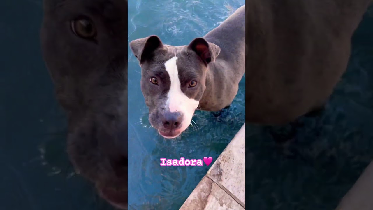 Isadora, a Adoptable mixed breed in Corpus Christi, TX video 6/6