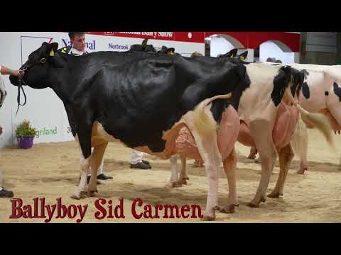 Ireland's 40th  National Dairy Show 2022.High Production Class.Ballyboy Sid Carmen.Sponsor - AXA