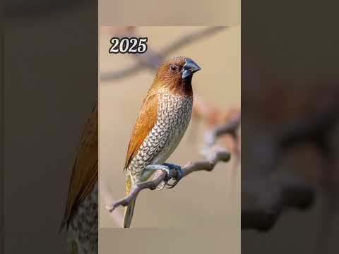 2025 munia and 5000bce munia || Past animals ||#shorts #trend #new #evolution #animal #today #edit