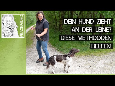 Dein Hund zieht an der Leine? ➡️ Diese Methoden können Dir helfen! ➡️ Praxisvideo ✔️🐕🐩🐶