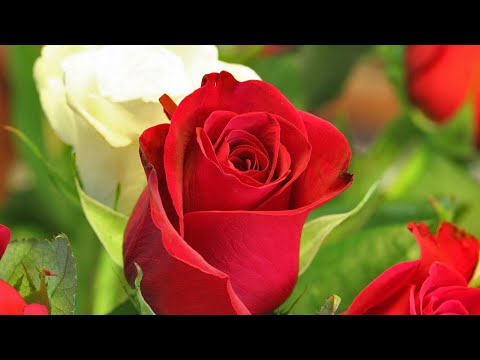 Mere dil ka pata tumhe kisne diya. #best90ssong #kumarsanu #rahulroy