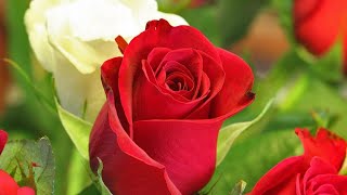 Download lagu Mere dil ka pata tumhe kisne diya. #best90ssong #kumarsanu #rahulroy mp3