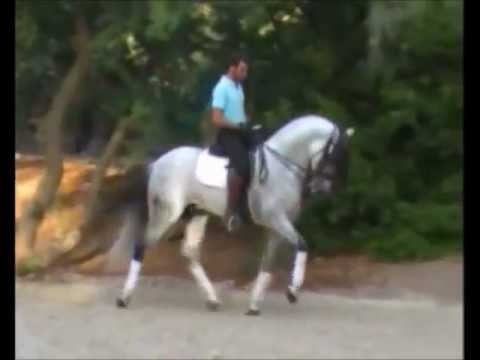 Evento - PSG Stallion for Sale son of Evento