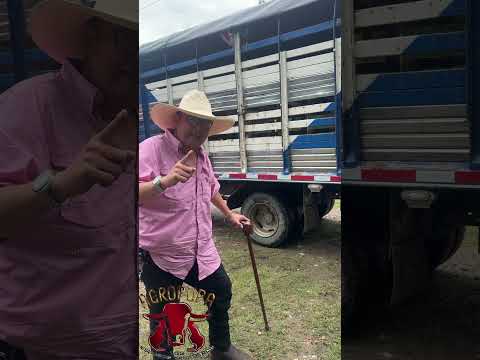 DESPECHANDO UN TORETE GYR Y DOS NOVILLAS GYR PURAS PARA GUAMAL MAGDALENA #ganaderoscolombia