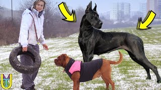 TOP 15 BIGGEST DOG BREEDS IN THE WORLD | Largest Dogs Ever