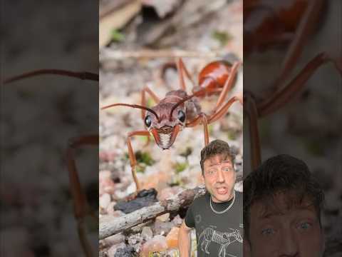 The Bulldog Ant is TERRIFYING